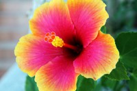 /album/nika-vaitiare-quot-danza-tahitiana-quot-/hibiscus-jpg/