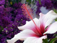 /album/nika-vaitiare-quot-danza-tahitiana-quot-/cultivar-hibiscos-jpg/